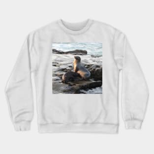 Wildlife gifts, California sea lion, marine life, nature Crewneck Sweatshirt